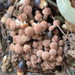 Meet your Posher, Tara